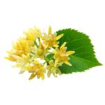 OEM Organic Black Rice Powder Factory - Black Rice Seed Flour Custom Milling