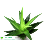 Wholesale Organic Aloe Vera Gel Factory - 100% Aloe Vera Gel Face Use Bulk Supply