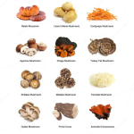 Private Label Mushroom Complex Powder Manufacturer - Organic Mushroom Mix Powder Blend Custom Packaging