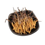 OEM Cordyceps Mushroom Supplement Manufacturer - Cordyceps Extract Mushroom Powder Private Label