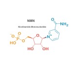 OEM Anti-aging NMN Supplements Factory - Food Grade 99% Pure NMN Powder Beta Nicotinamide Mononucleotide