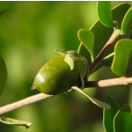 Factory Wholesale Pure Jojoba Oil Supplier - Cosmetic Grade Jojoba Oil Bulk Pricing