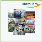 Corn Germ Powder Manufacturer - Natural Water Soluble Extract for Food