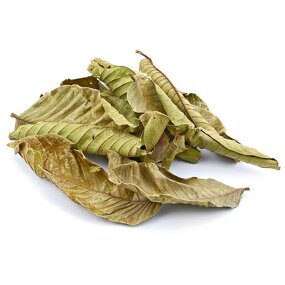Guava Leaf Tea Manufacturer - Dried Whole Leaves for Tea Bags & Competitive Pricing