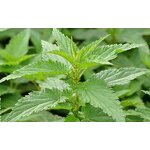 Nettle Leaf Tea Manufacturer - Herbal Tea from Dried Nettle Leaves