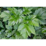 Ashitaba Extract Powder Manufacturer - Tashitaba Powder & Capsules