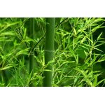 Bamboo Leaf Silica Extract Manufacturer - 70% Food Grade Powder Supplement