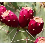 Prickly Pear Extract Powder Manufacturer - Prickly Pear Fruit & Cactus Powder