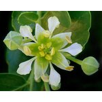 High Purity Quillaja Bark Extract Manufacturer - Soap Bark Saponaria Extract