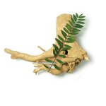 Tongkat Ali Extract Manufacturer - 200:1 Powder from Seeds and Root