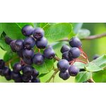 Acai Berry Extract Powder Manufacturer - 25% Anthocyanins, Water Soluble