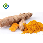 Turmeric Root Extract Powder Manufacturer - Natural Pure Curcumin