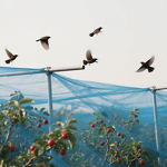 HDPE Anti-Bird Net Manufacturer - Factory Price for Orchard Protection