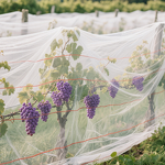 Vineyard Bird Net Manufacturer - Fine Mesh for Grape Protection & Quality Harvest