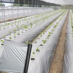 Agricultural Mulch Film Manufacturer - HDPE Blow Molding Durable for Agriculture