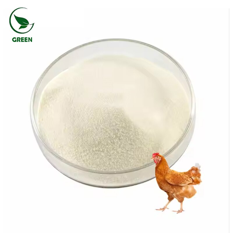 Chicken Collagen Type II Powder Manufacturer - Premium Supplement