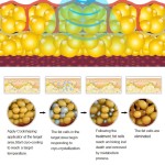 Cryo Slimming Machine Factory - 5 Handle Freezing Star