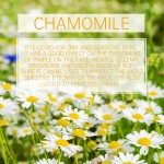 Body Spray Supplier - 180ml Fresh Chamomile Deodorant