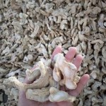 Dry Ginger Manufacturer - Hot Selling Good Quality Organic Whole Ginger China Wholesale