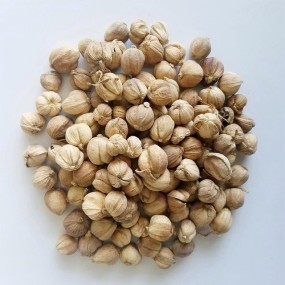 White Cardamom Manufacturer - Wholesale Dried Natural Nutmeg Spice Herb Product Suitable for Food Industry