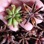 Autumn Flower Spring Anise Herb Manufacturer - Dried Raw Spices Spicy Taste Single Spice Oil Preserved 1kg MOQ