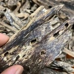 Ant Agarwood Chips Manufacturer - High Quality Arabian Al Bakhoor Wood Aromatic Warm for Home Wholesale