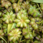 Star Anise Spices Manufacturer - High Quality Cheap Price Good Grade Product Chinese Origin