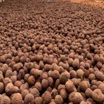 Dried Lychees Manufacturer - Naturally Dried No Additives Sweet Taste Whole Litchi Health Food Bulk AD Drying