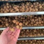 Dried Longan Fruit Manufacturer - Organic Sweet Taste Long lasting Freshness Natural Preservation Bulk Pack Economical