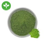 Barley Grass Powder Manufacturer - Organic Barley Grass Juice Powder