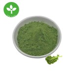 Kale Powder Factory - Organic Natural Food Grade Kale Powder