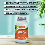 Yucca Capsules Supplier - Yucca Root Powder 60% Sarsaponin Extract