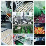 Turkesterone Capsules Supplier - OEM Hot Sale High-quality Capsules