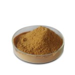 Cola Acuminata Kola Nut Extract Manufacturer - Hot Selling ISO Kosher Halal Certificated Organic Powder