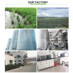 Iris Florentina Root Extract Manufacturer - China Factory Organic Iris Versicolor Extract Powder for Health Care