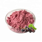 Black Currant Extract Manufacturer - Factory Supply Drum Packed Blackcurrant Juice Powder