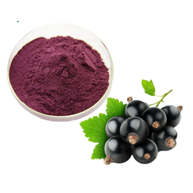 Black Currant Extract Manufacturer - Factory Supply Drum Packed Blackcurrant Juice Powder