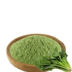 Green Vegetable Powder Manufacturer - Wholesale Organic Spinach Extract Powder for Sale