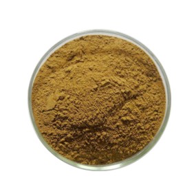 Cola Acuminata Kola Nut Extract Manufacturer - Hot Selling ISO Kosher Halal Certificated Organic Powder