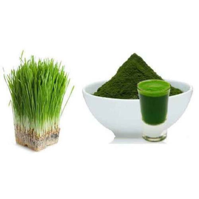 Wheatgrass Powder Manufacturer - Natural Commercial Plant Extract Supplement Organic Wheat Grass Powder