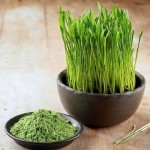 Wheatgrass Powder Manufacturer - Natural Commercial Plant Extract Supplement Organic Wheat Grass Powder