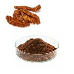 Cynomorium Extract Powder Manufacturer - Natural Chinese Herb Medicine Cynomorium Songaricum Rupr Powder Supply