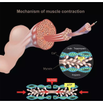 EMS Slimming Machine Factory - Professional 4 Handles 13 Tesla Muscle Building Stimulator