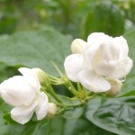 Jasmine Fragrance Oil Manufacturer - Long Lasting Oil Based Eco-friendly for Candles