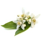 Orange Blossom Flavor Manufacturer - for Cake Biscuit Baking
