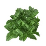 Spearmint Flavor Factory - Concentrated for Gum Cake Candy