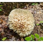 Lion's Mane Mushroom Powder Factory - Food Grade Hericium Erinaceus Health Care