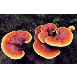 Hericium Erinaceus Extract Manufacturer - High Quality 30% Polysaccharide Powder