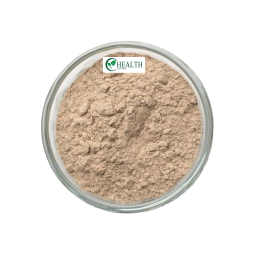Matcha Powder Supplier - Ceremonial Grade Organic Green Tea Powder