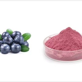 OEM/ODM Customizable Blueberry & Strawberry Fully Water-Soluble Plant Extract Powder Manufacturer
